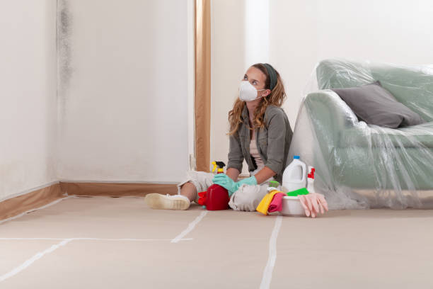 Trusted Basement Mold Remediation service in East Rutherford, NJ - Cheap Mold Removal