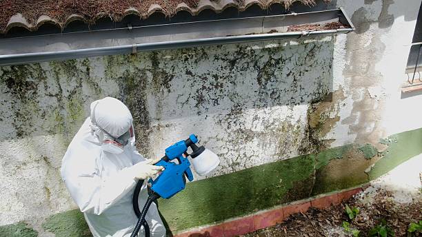 Trusted Commercial Mold Remediation service in East Rutherford, NJ - Cheap Mold Removal